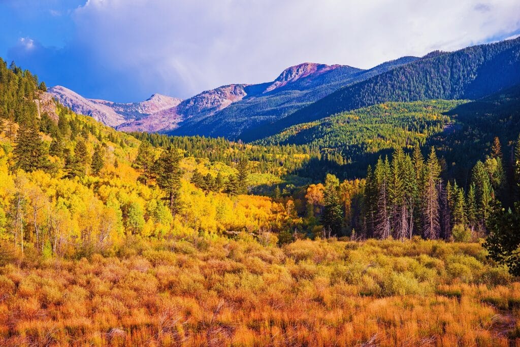 Forest Travel Reviews Vail, Colorado 4