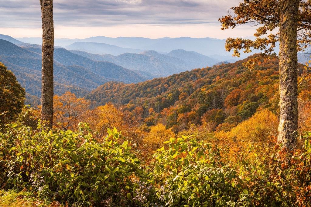 Forest Travel Reviews Top Sites in Gatlinburg, Tennessee (4)