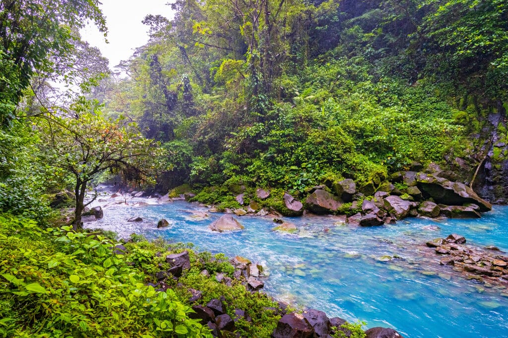 Forest Travel Reviews Visiting Costa Rica